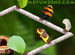 Ant Tracks online game