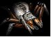 Arachnid Wars 1.5 online game