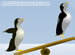 Ice Breakout online game