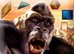King Kong Skull Island online game